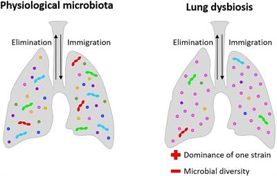 The Open Challenge of in vitro Modeling Complex and Multi-Microbial Communities in Three-Dimensional Niches